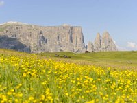 Wandern + Seiser Alm = traumhaft Wandern + Seiser Alm = traumhaft